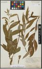 Foto von Salix alba subsp. micans (Andersson) Rech. f.